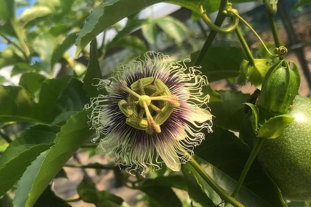 画像: リリコイの花