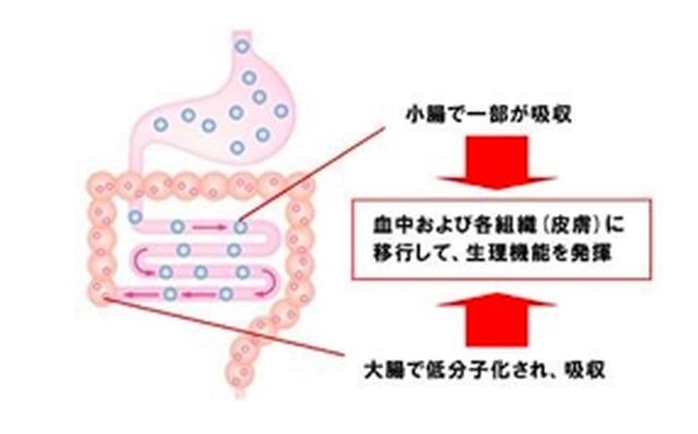画像: 低分子化されたヒアルロン酸は腸管から吸収され血中および皮膚に移行する。