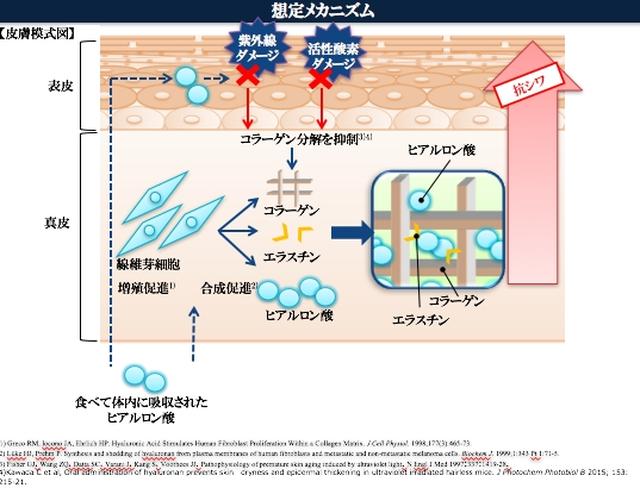 画像: ヒアルロン酸の皮膚での働きは?