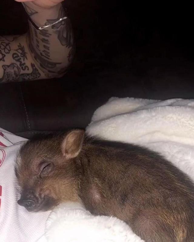 画像: アリアナがインスタグラム・ストーリーで公開したピートのお腹の上で眠る子ブタの写真。©Ariana Grande/ Instagram