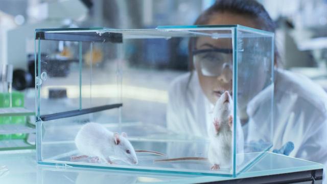 画像: アメリカでは初!カリフォルニア州が動物実験した化粧品の販売を禁止