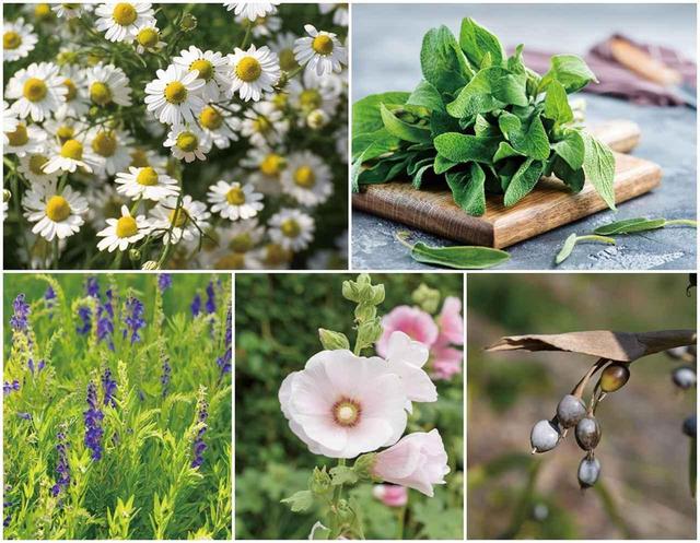 画像3: 植物の力をプラス! 肌に優しい「ボタニカルミセラー」 に注目♡