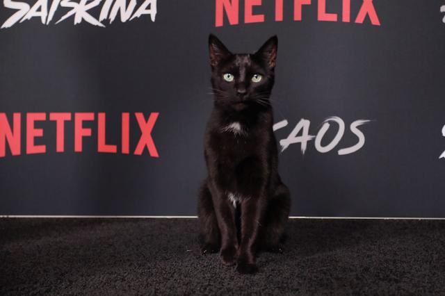 画像: セーレムを演じた黒猫。