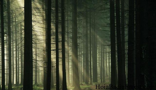 画像: hoiabaciuforest.com