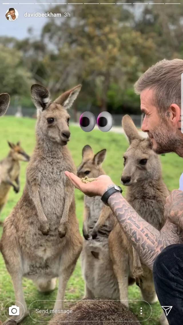 画像4: デビッド・ベッカム、イケメン×動物は無敵ということを証明