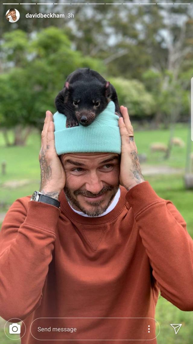 画像2: デビッド・ベッカム、イケメン×動物は無敵ということを証明