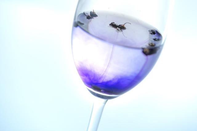 画像5: 青いお茶「モンゴリアンベリーティー」で、飲むエイジングケア!