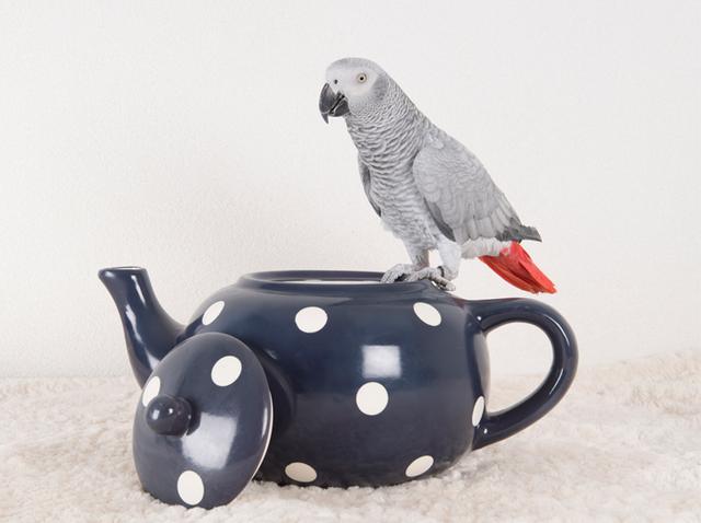 画像: おしゃべりな大型インコ、「アマゾン」で欲しい物を注文しまくる