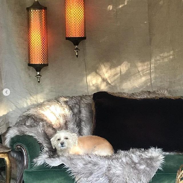 画像: ヴァネッサの愛犬もテントの中でちょこんと参加。