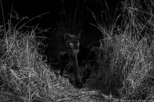 画像1: blog.burrard-lucas.com