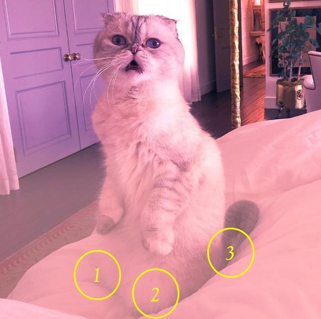 画像: メレディスが「3」本脚でバランスを取っている? もしくは猫だから足が「4」本?