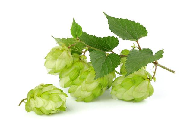 画像: ビールの原料 ホップ