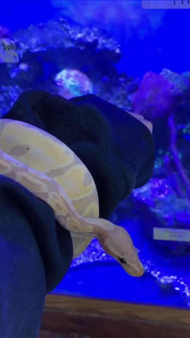 画像: ケンダル・ジェンナー、「あの生き物」をヘアゴム代わり
