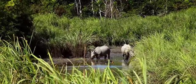 画像3: 40年間苗を受け続けた男性、荒地が東京ドーム118個分の森林に【環境デー】