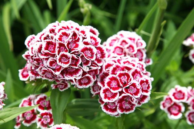 画像2: キャサリン妃が植えた花、その「別名」に胸キュン