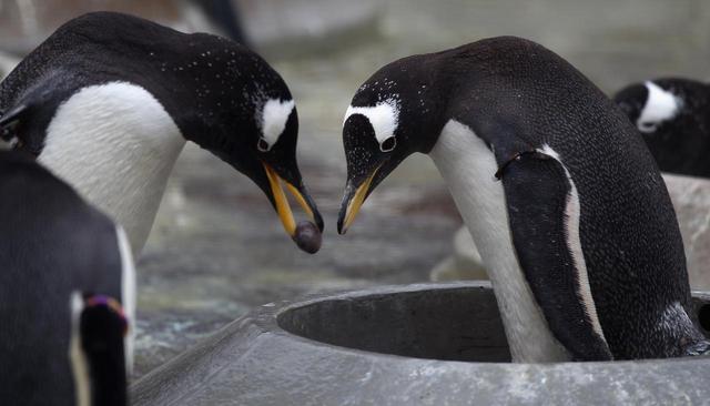 画像: ペンギンの同性カップルが養子を迎える