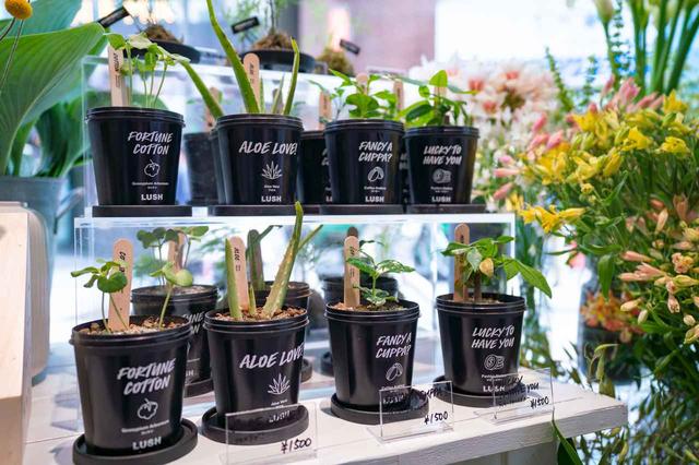 画像2: LUSHが展開する「こだわりの花」