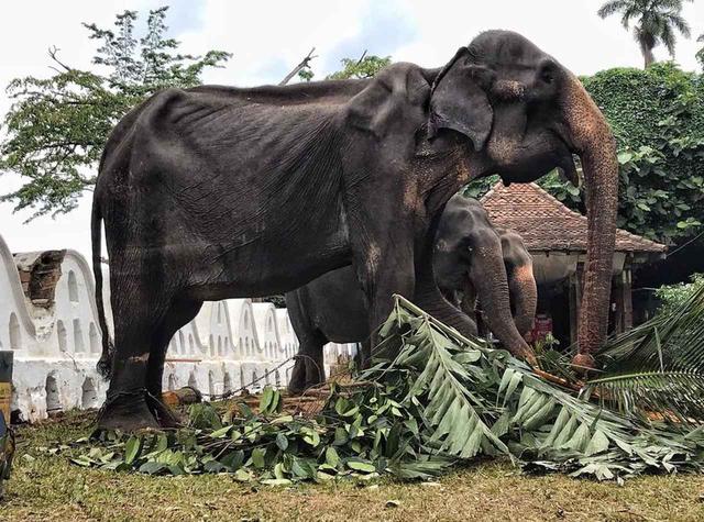 画像: ⒸSave Elephant Foundation/Instagram