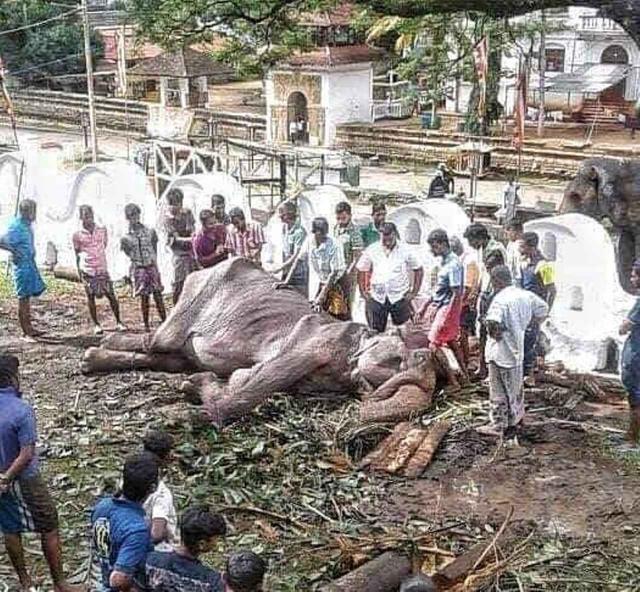 画像: その後倒れてしまったティキーリ。ⒸSave Elephant Foundation/Instagram