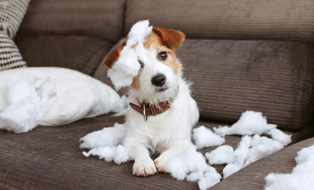 画像: 10頭に1頭の犬が“返却”される