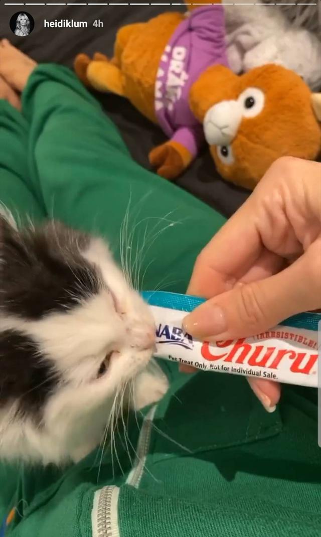 画像1: 日本のキャットフードが大人気