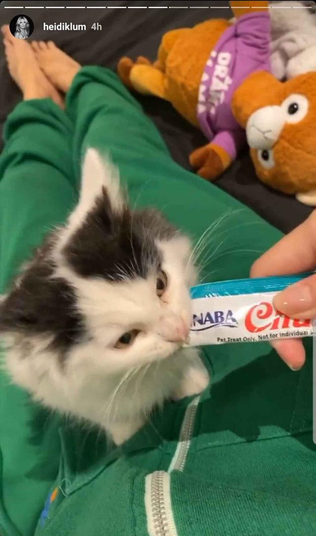 画像2: 日本のキャットフードが大人気