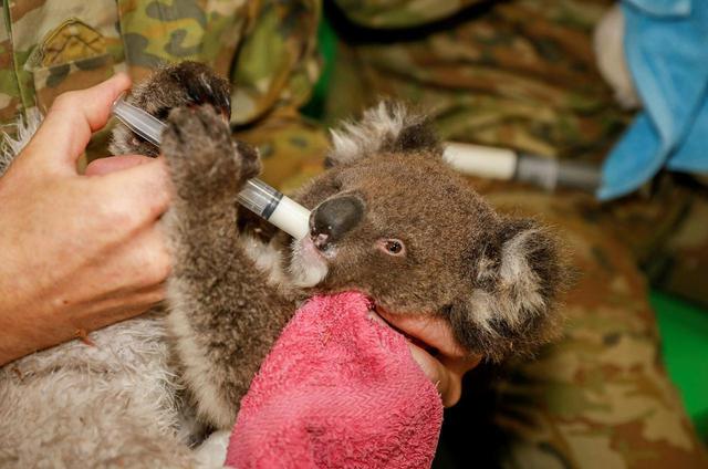 画像2: ⒸAustralian Army/Facebook