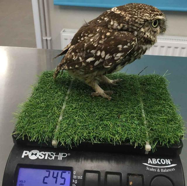 画像: ⒸSuffolk Owl Sanctuary/Facebook