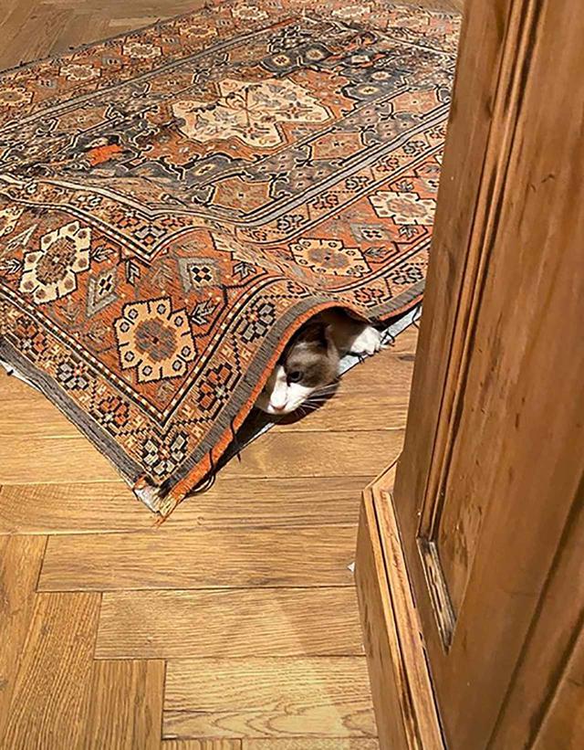画像3: 恋人のインスタにテイラーの愛猫の姿