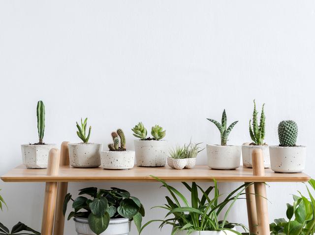 画像: 観葉植物を部屋に飾る