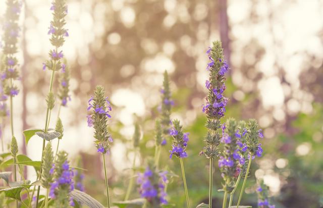 画像: チアの花