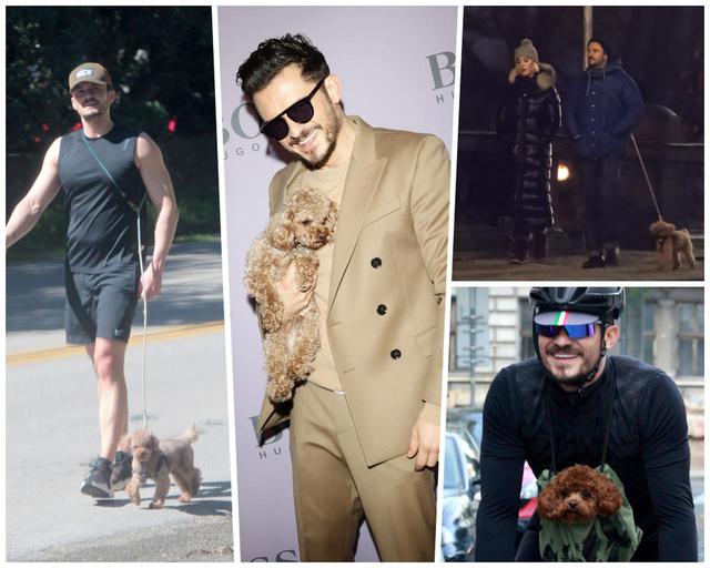 画像: オーランド・ブルームの愛犬マイティが行方不明に…