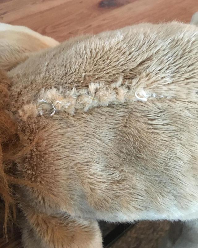 画像1: 愛犬ドジャーとぬいぐるみの手術を報告
