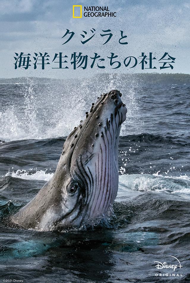 画像: 『クジラと海洋生物たちの社会』の内容&日本版予告