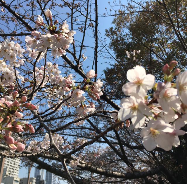 画像1: 靭公園の桜開花状況