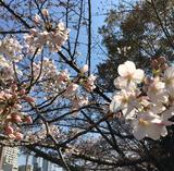画像1: 靭公園の桜開花状況