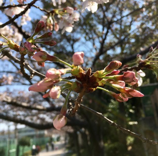 画像2: 靭公園の桜開花状況