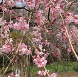 画像1: 服部緑地公園の桜開花状況