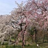 画像2: 服部緑地公園の桜開花状況