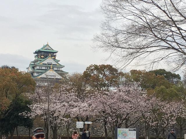 画像2: 大阪城公園の桜開花状況