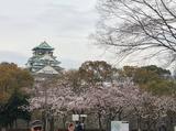 画像2: 大阪城公園の桜開花状況