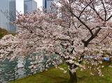画像1: 大阪城公園の桜開花状況