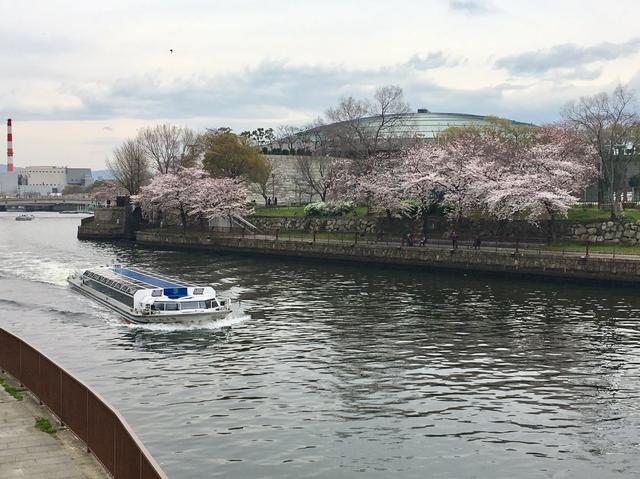 画像3: 大阪城公園の桜開花状況