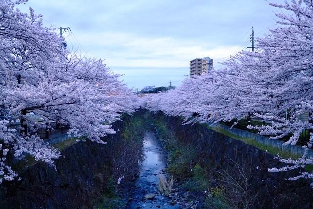 画像: 「日本さくら名所100選」の1つ名古屋・山崎川。