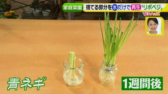 画像6: あなたも簡単にできる!家庭菜園 入門編