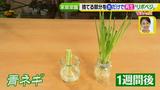 画像6: あなたも簡単にできる!家庭菜園 入門編