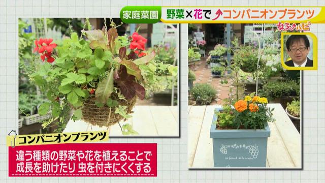 画像12: あなたも簡単にできる!家庭菜園 入門編