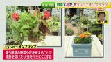 画像12: あなたも簡単にできる!家庭菜園 入門編