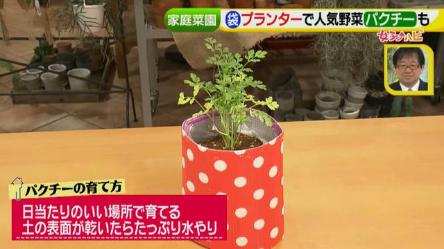 画像11: あなたも簡単にできる!家庭菜園 入門編