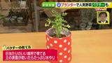 画像11: あなたも簡単にできる!家庭菜園 入門編